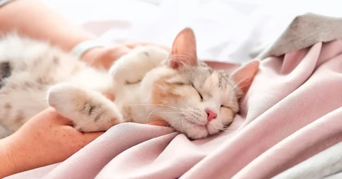 happy and well-adjusted cat from a successful adoption