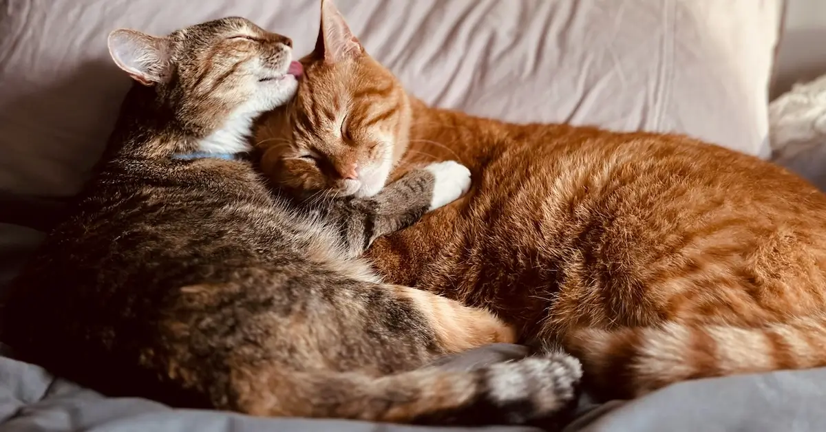 a pair of bonded cats happily snuggling on a couch after being successfully adopted from one of the adoption centers
