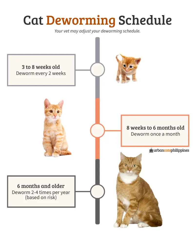 Infographic showing a common cat deworming schedule: kittens every 2 weeks early on, then monthly until about 6 months; adult cats dewormed on a risk-based routine depending on indoor or outdoor exposure