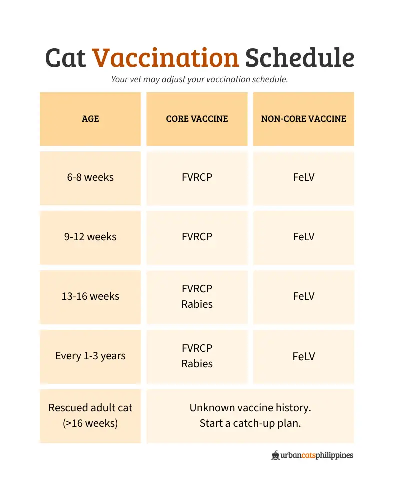 Infographic showing a typical kitten vaccination series timeline and a simple catch-up plan note for adult rescue cats