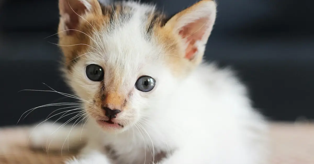 kitten who is a good candidate for deworming