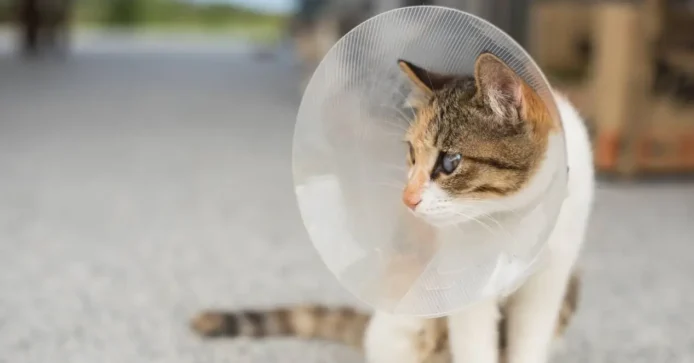 cat with e-collar after joining a free kapon program