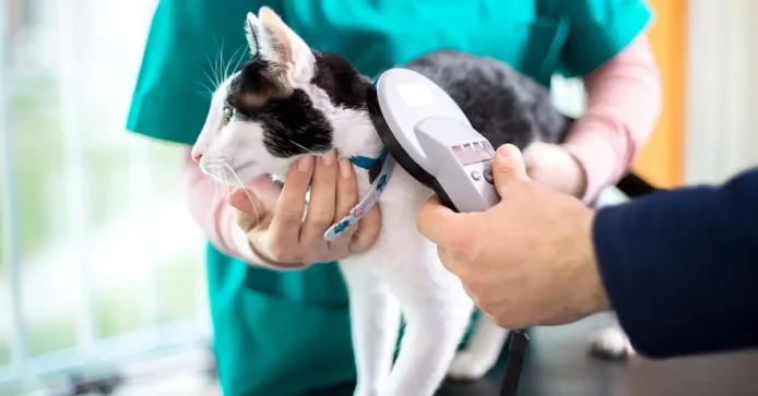scanning cat to check if microchipping was successful