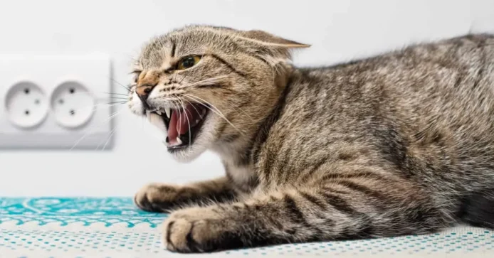 aggressive tabby cat is suspected of rabies due to sudden change of demeanor