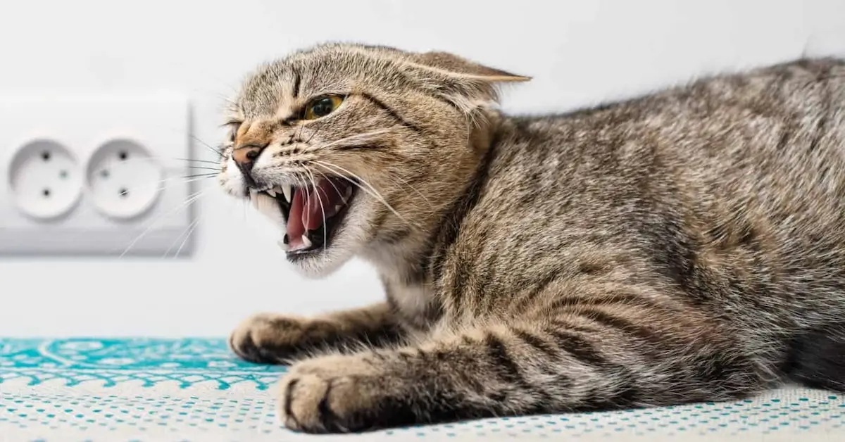 aggressive tabby cat is suspected of rabies due to sudden change of demeanor