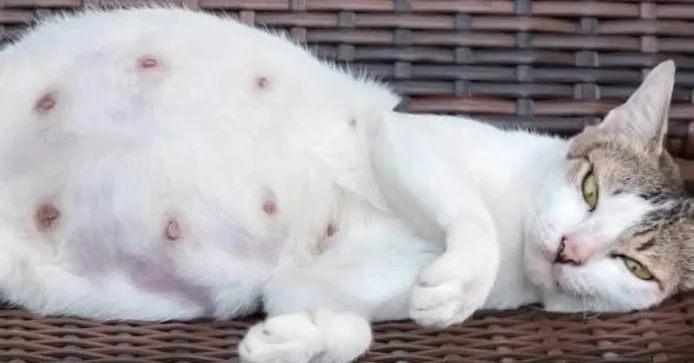 heavily pregnant cat ready for spay abort procedure