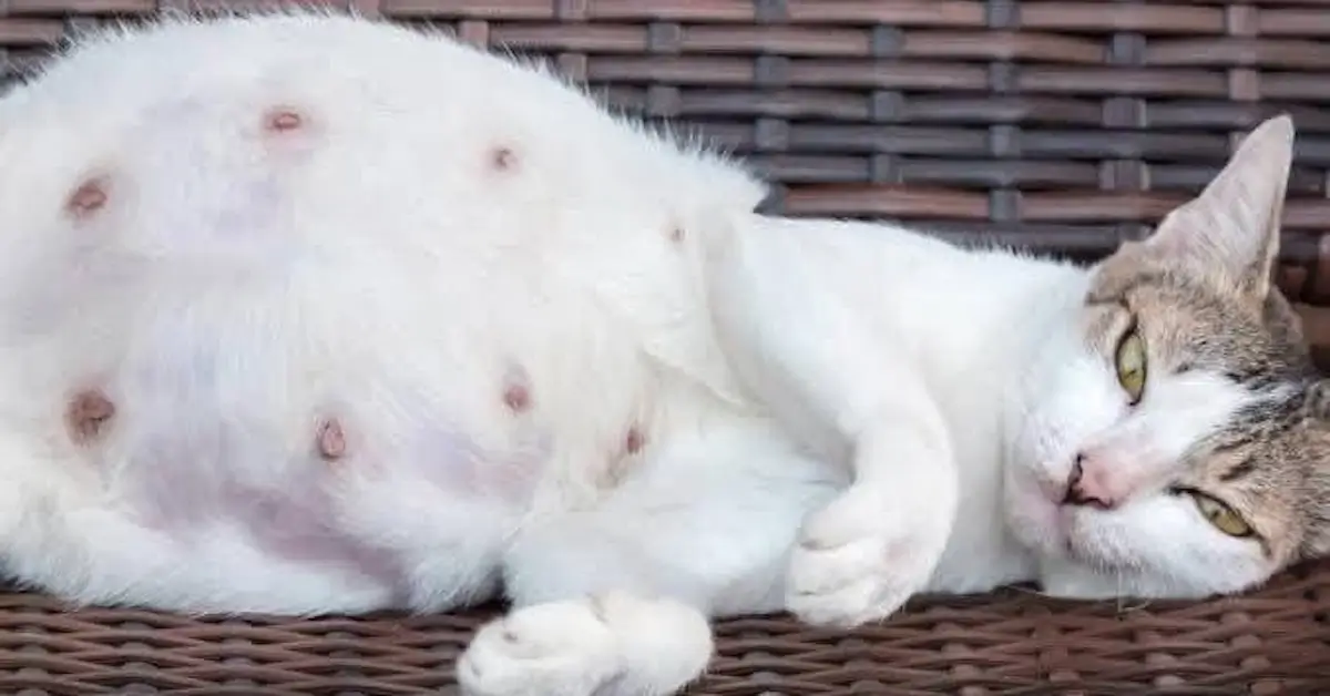 heavily pregnant cat ready for spay abort procedure