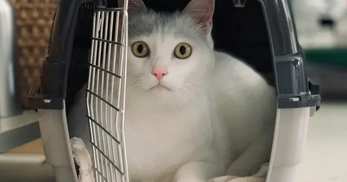 adult cat in a carrier preparing for its spay and neuter appointment