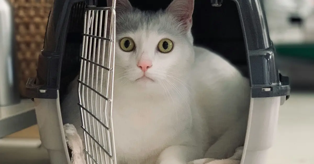 adult cat in a carrier preparing for its spay and neuter appointment