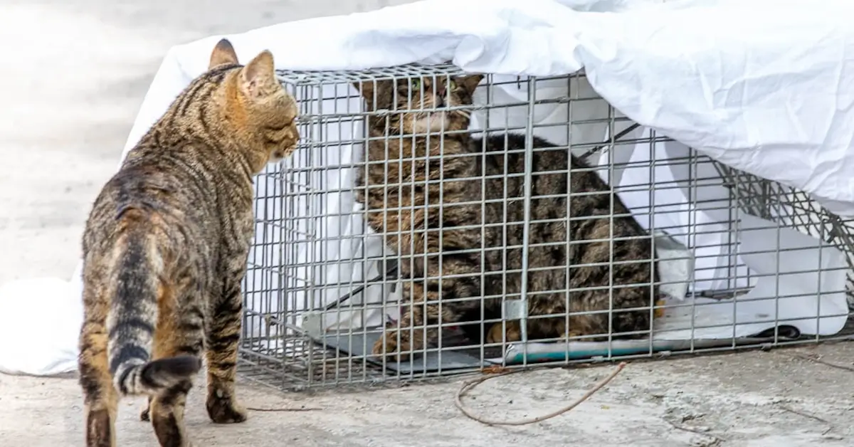 humanely trapped tabby cat for TNVR