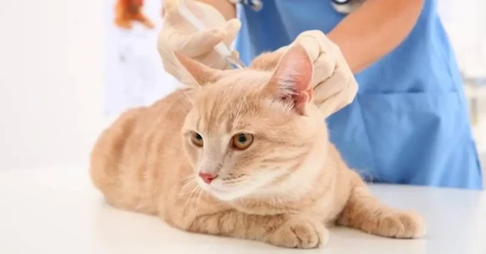 ginger cat receiving vaccination by a licensed veterinarian