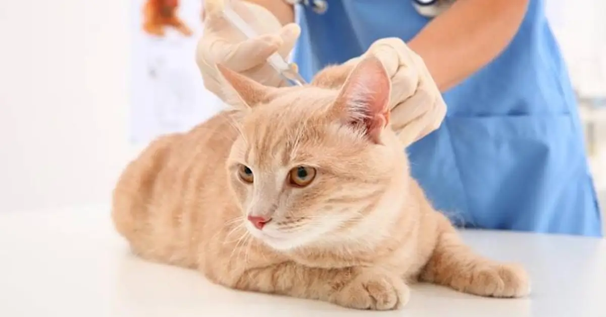 ginger cat receiving vaccination by a licensed veterinarian